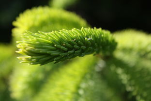 植树造林，一份绿色行动的力量——深入解析植树问题及其解决策略